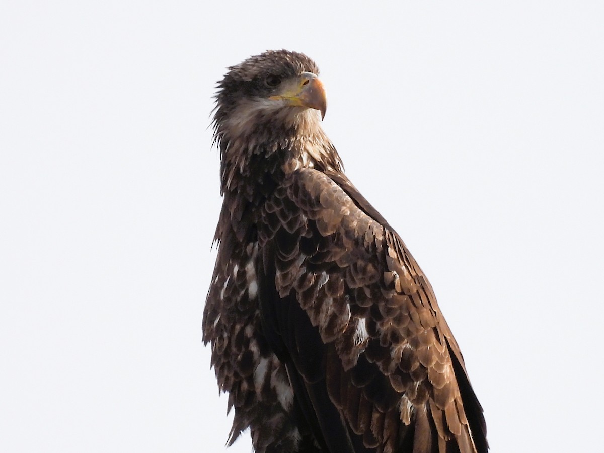 Bald Eagle - ML644897303