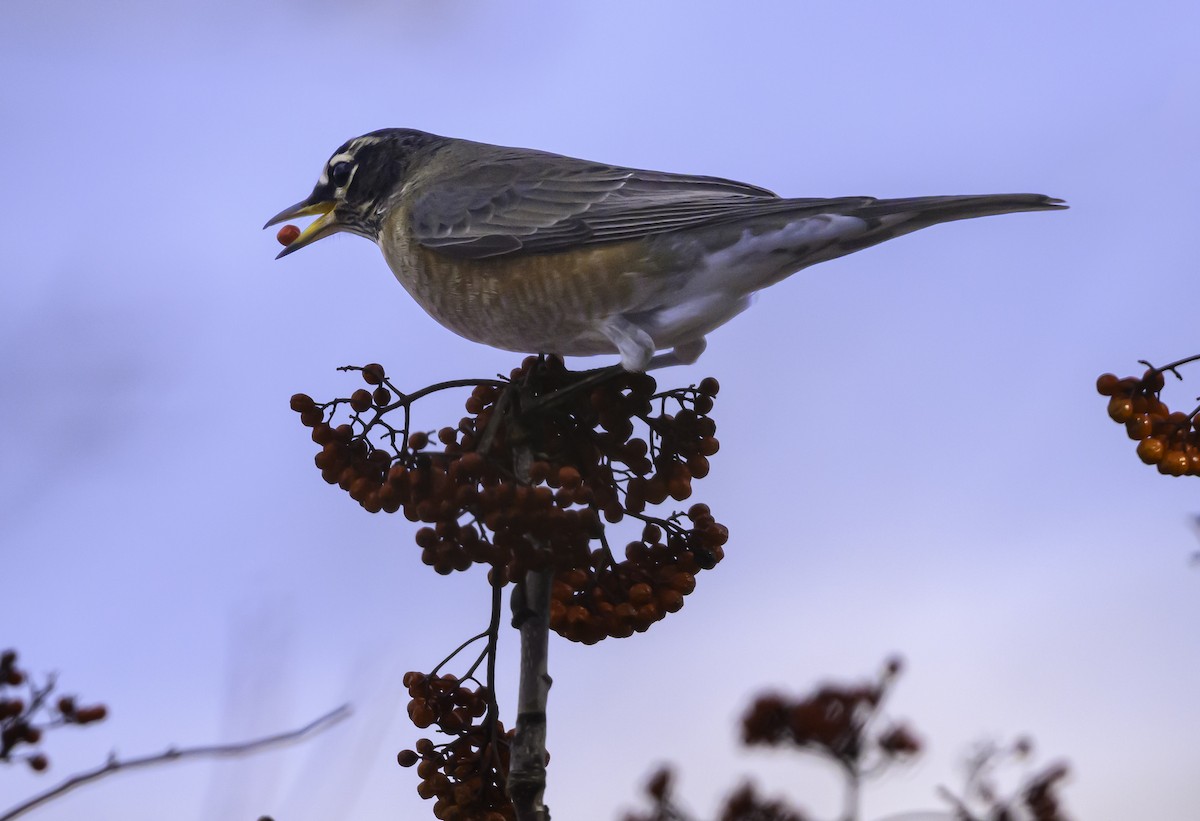 コマツグミ - ML644897305