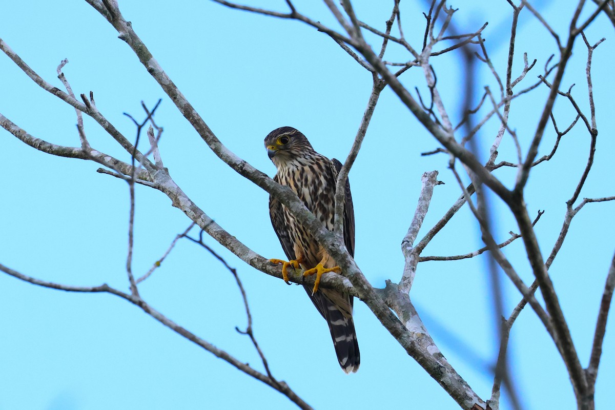 Merlin - ML644897306