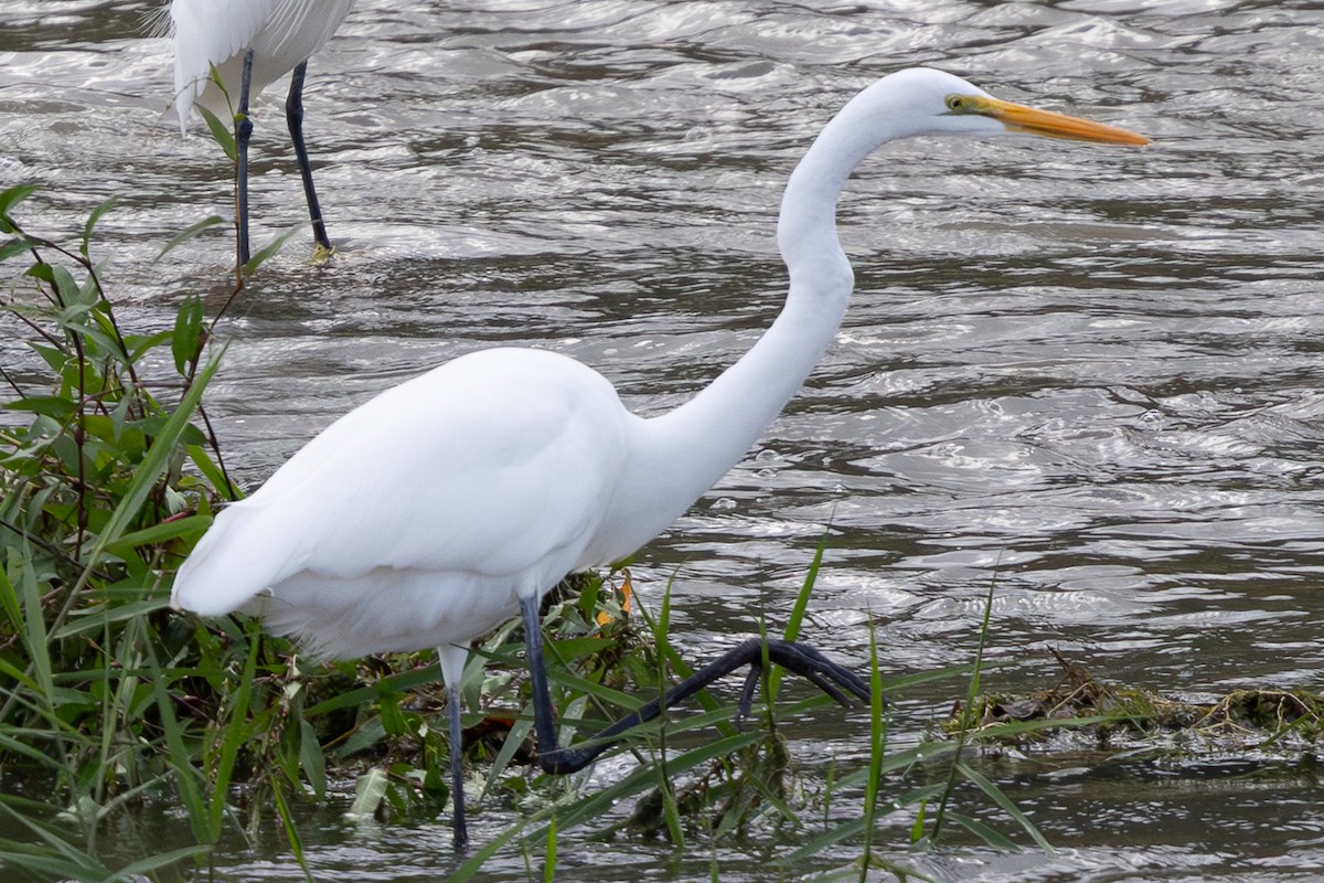 Garceta Grande - ML644897311