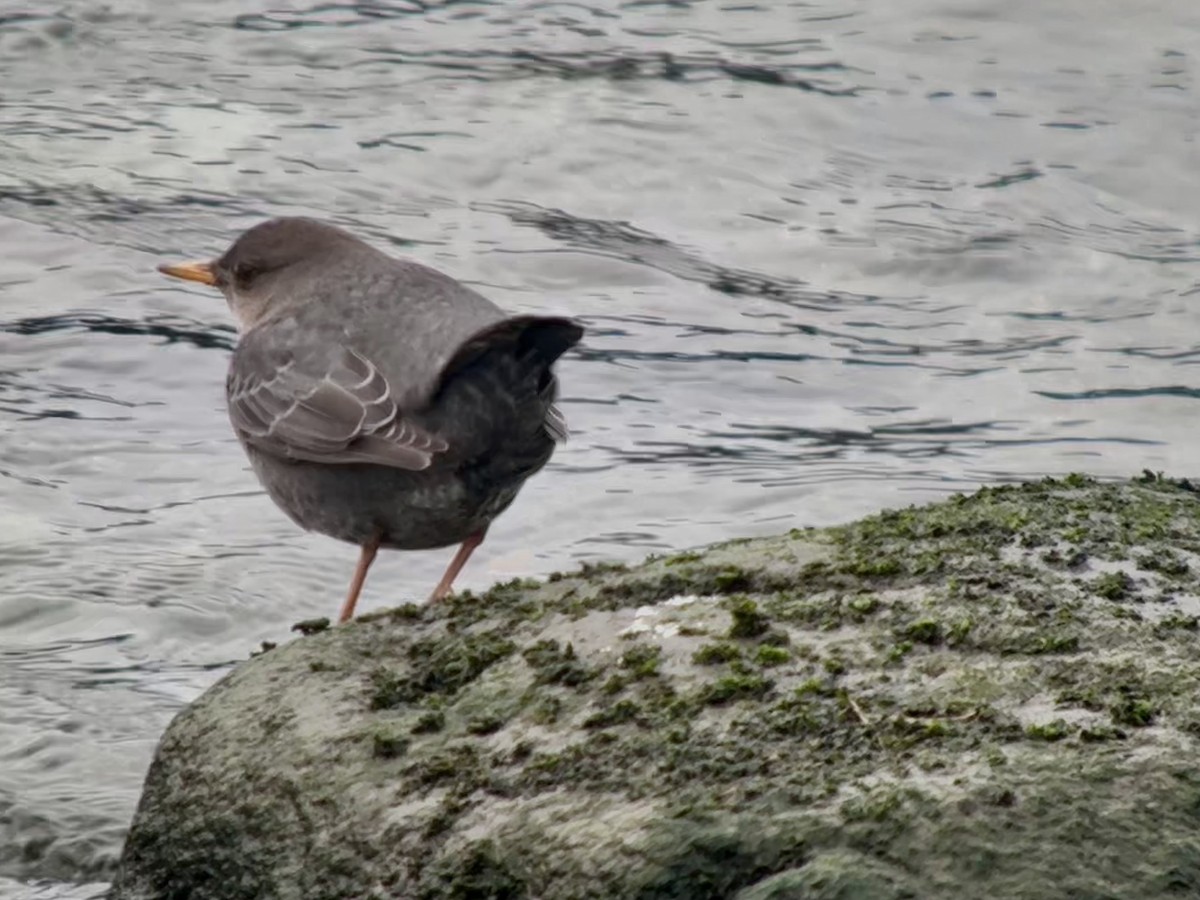 Ur-zozo iparramerikarra - ML644897317