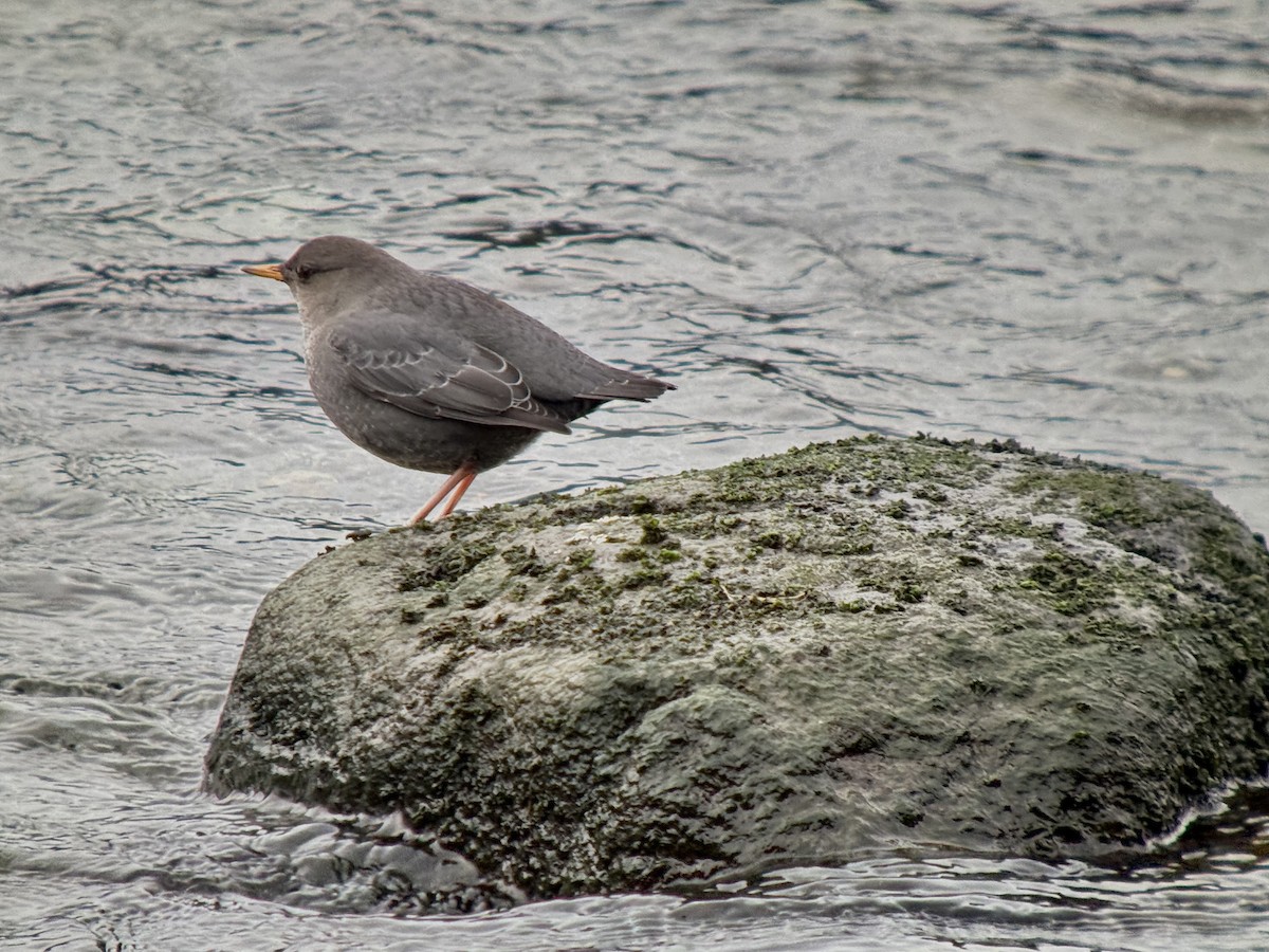 Ur-zozo iparramerikarra - ML644897318