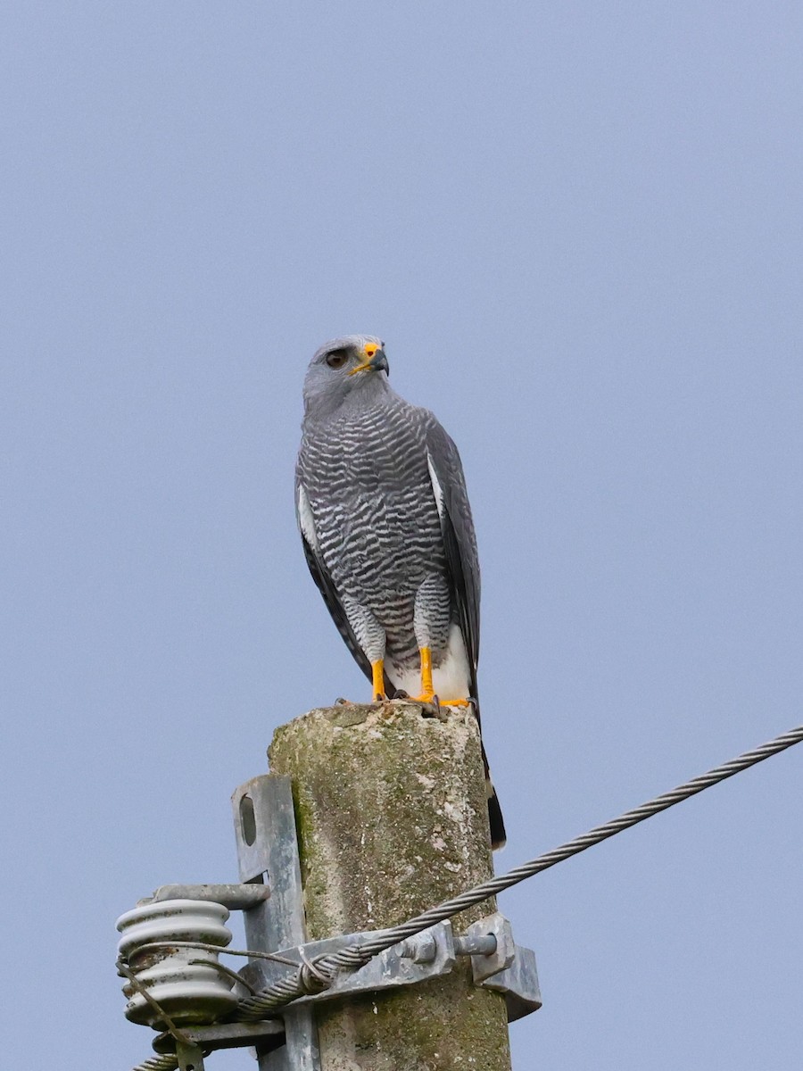 Gray Hawk - ML644897325