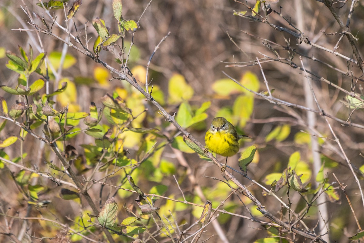 Prairie Warbler - ML644897326