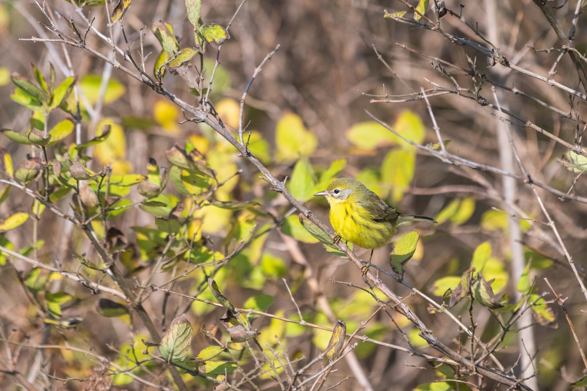 Prairie Warbler - ML644897327