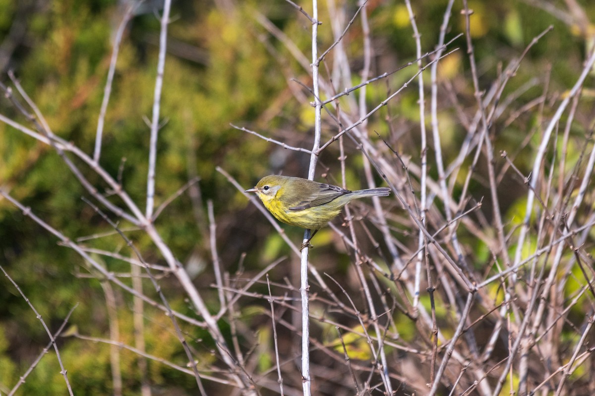 Prairie Warbler - ML644897328