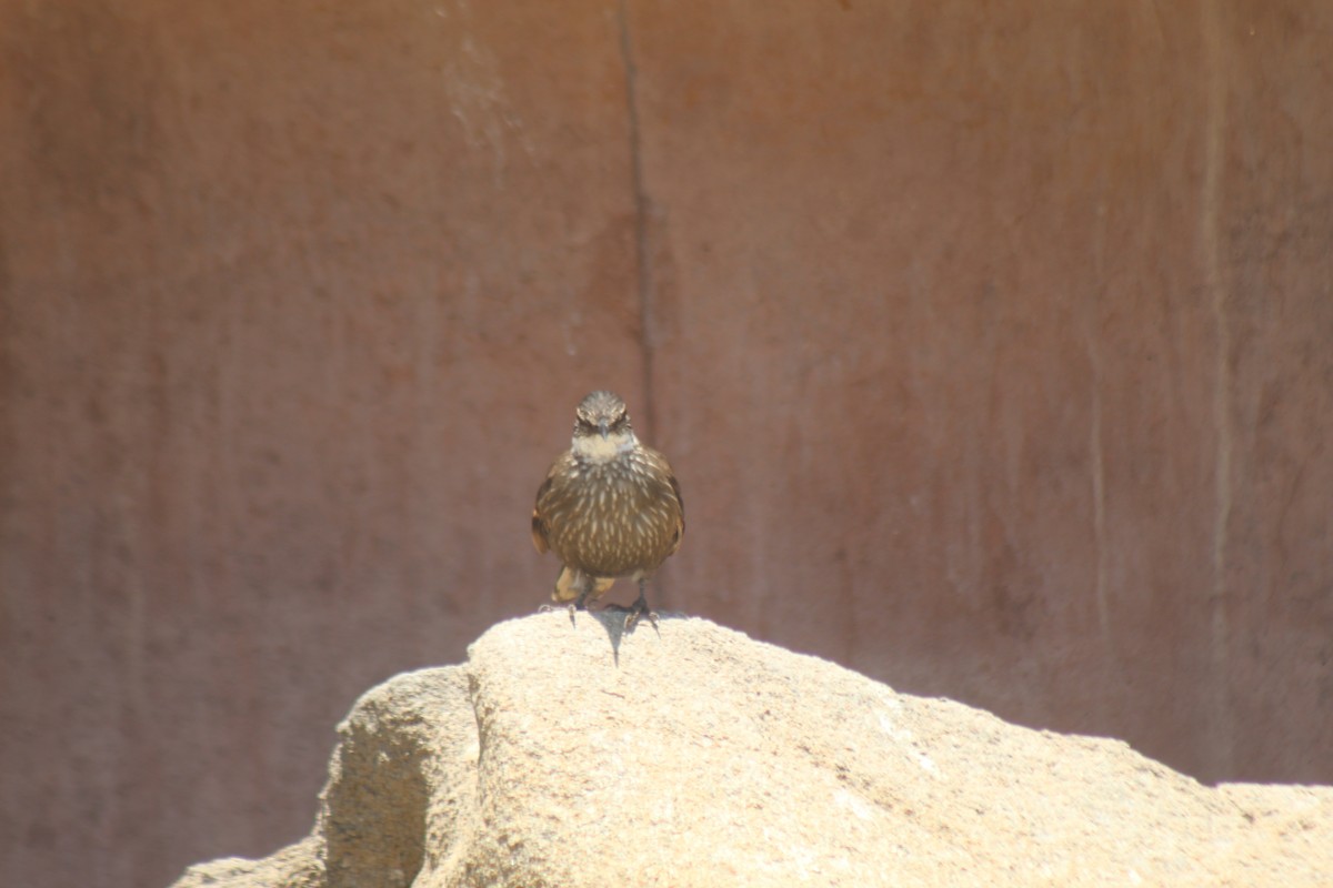 Seaside Cinclodes - ML644897336