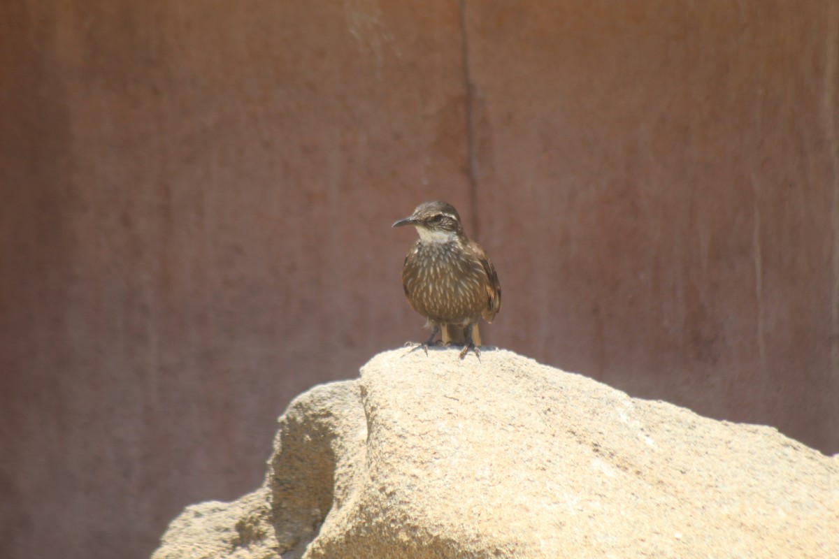 Seaside Cinclodes - ML644897337