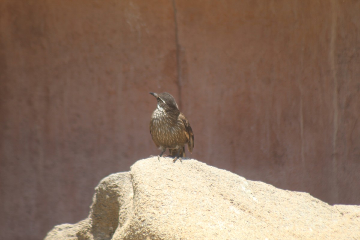 Seaside Cinclodes - ML644897338