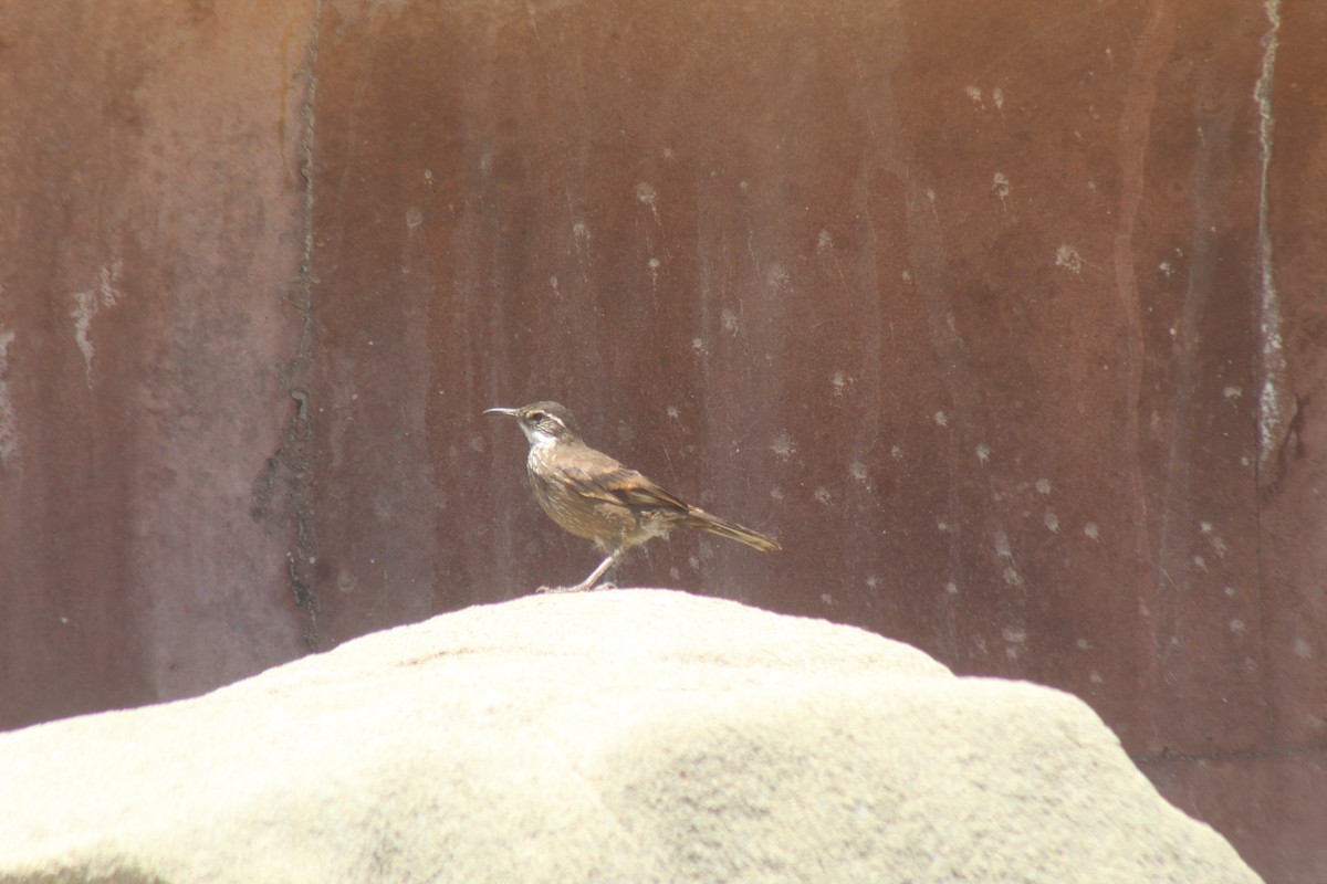 Seaside Cinclodes - ML644897339