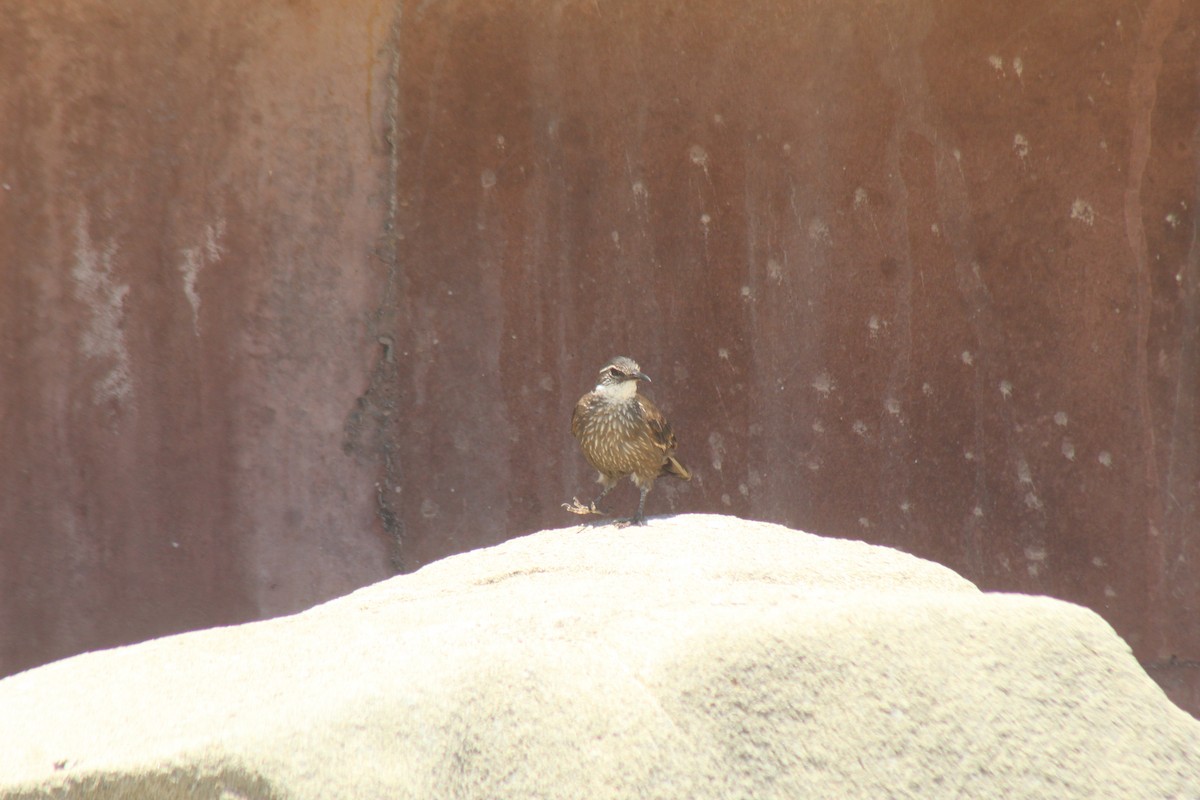 Seaside Cinclodes - ML644897341