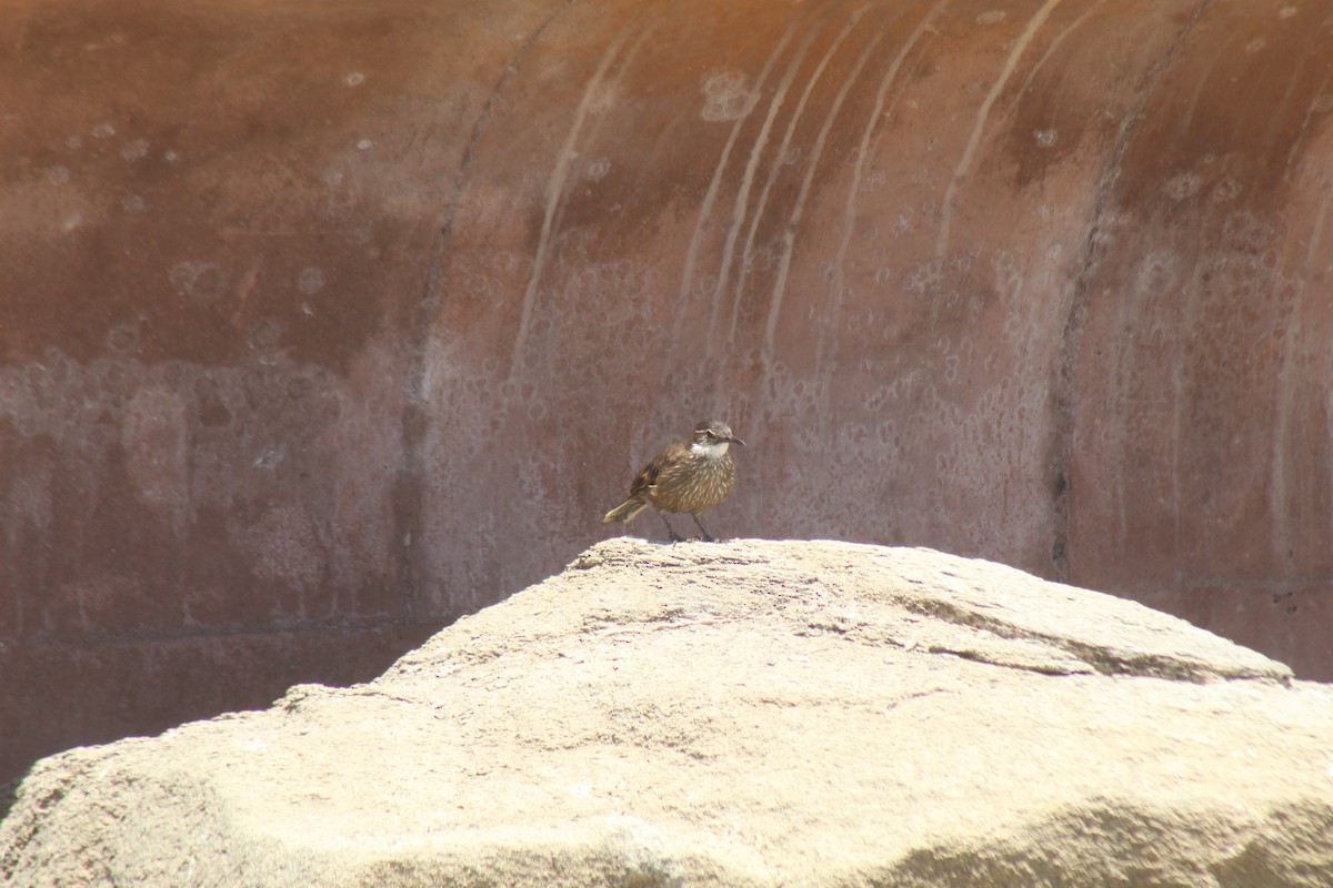 Seaside Cinclodes - ML644897342