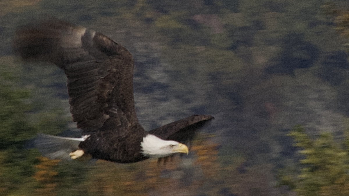 Bald Eagle - ML644897348