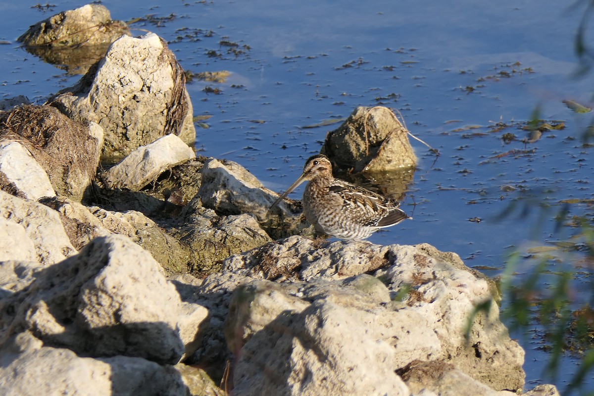 Wilson's Snipe - ML644897349