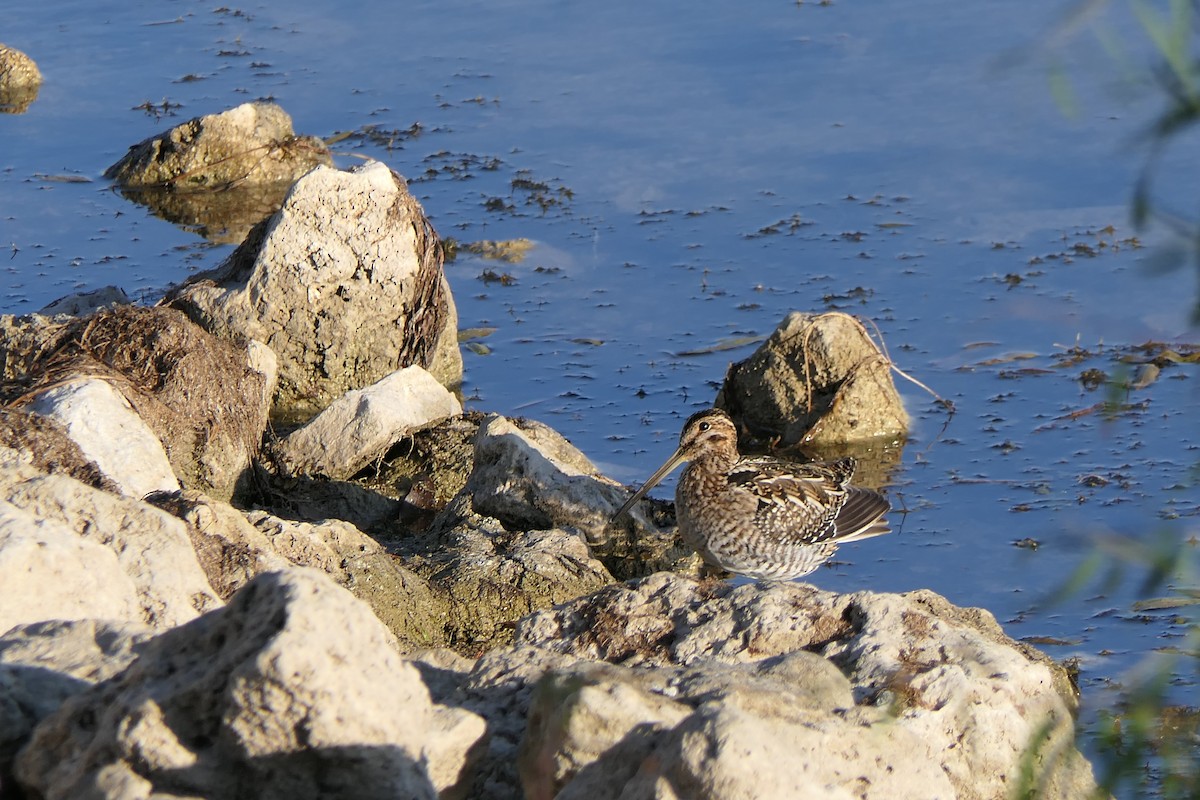 Wilson's Snipe - ML644897355