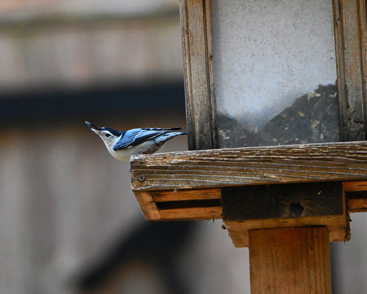 Weißbrustkleiber - ML644897368