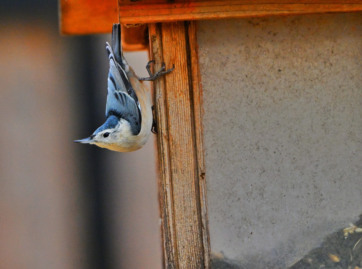 Weißbrustkleiber - ML644897369