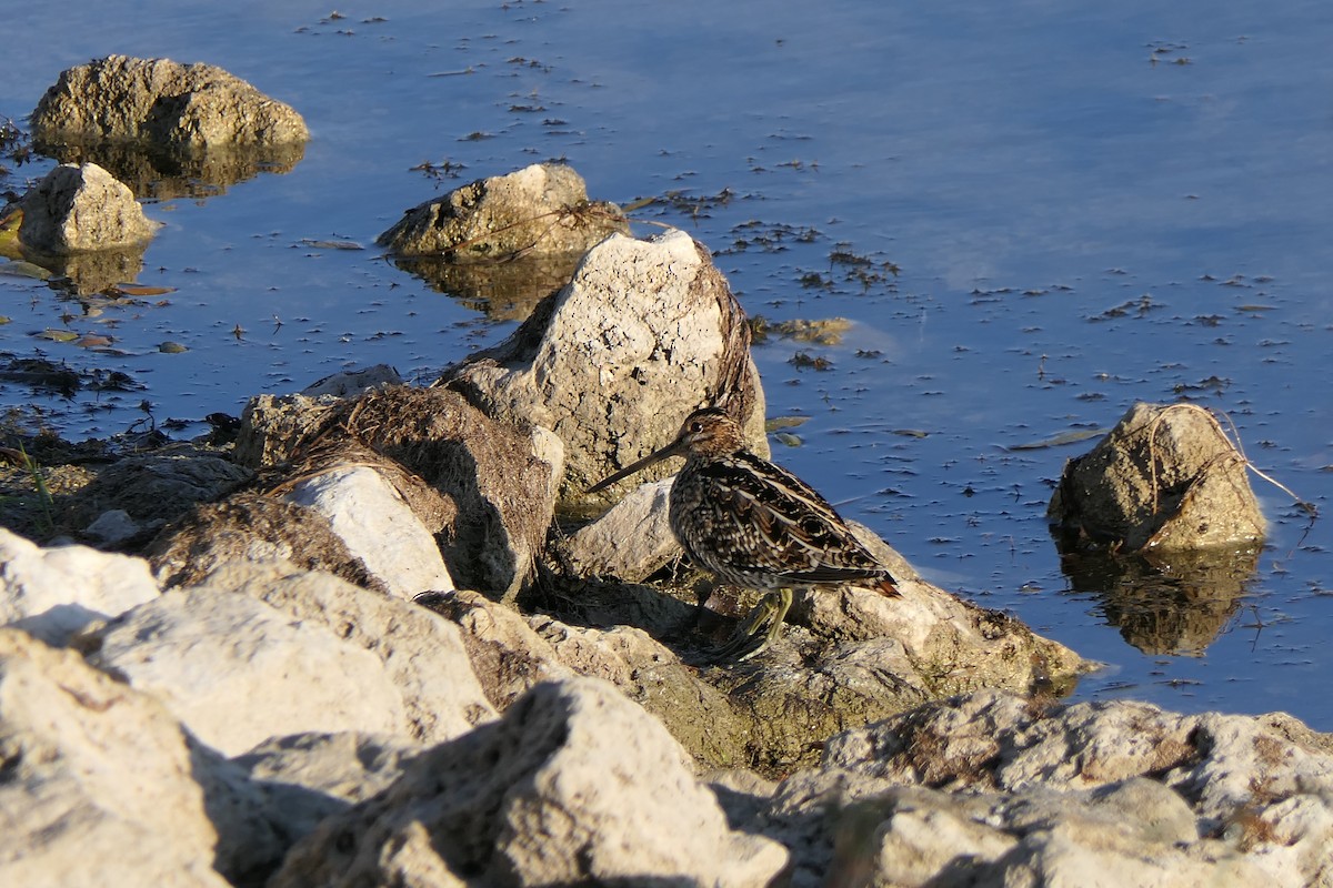Wilson's Snipe - ML644897387