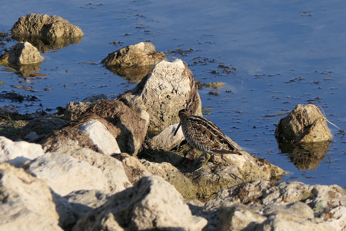 Wilson's Snipe - ML644897388