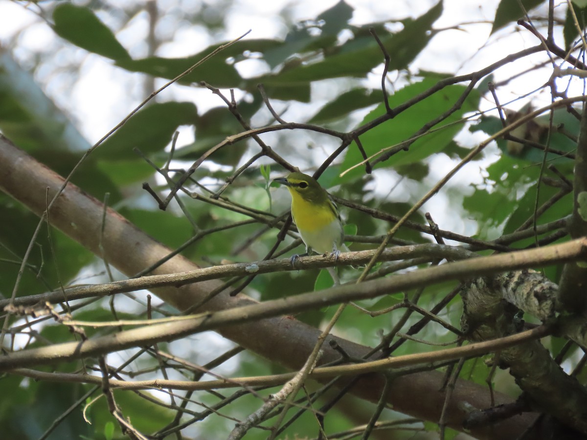 Yellow-throated Vireo - ML644897389
