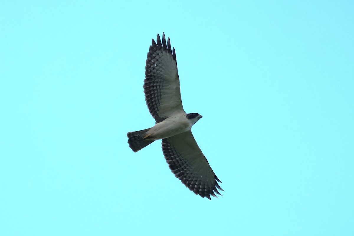 Short-tailed Hawk - ML644897390