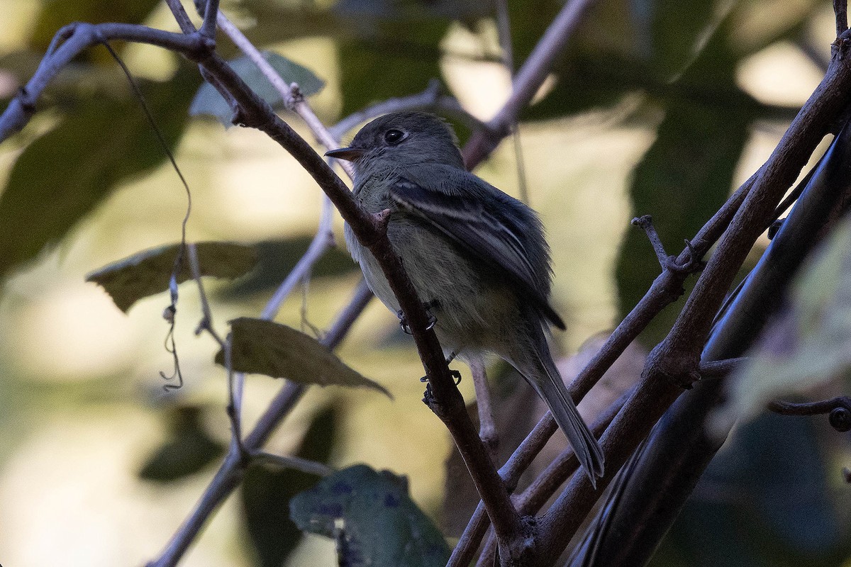 Hammond's Flycatcher - ML644897394