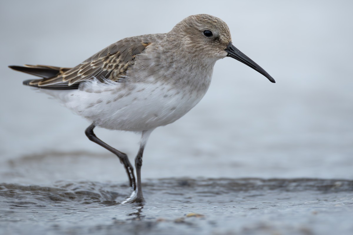 Dunlin - ML644897401