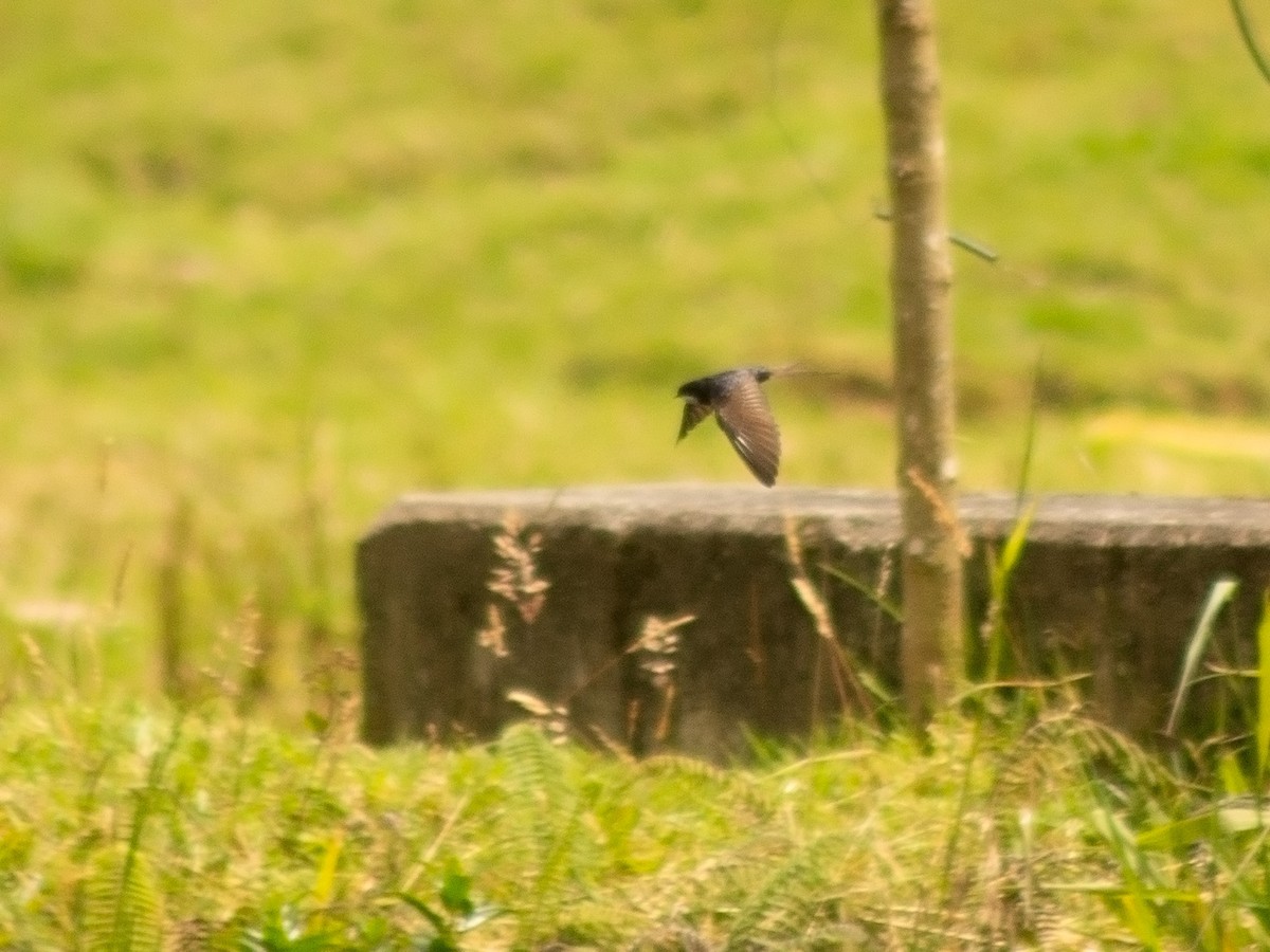 Black-collared Swallow - ML644897403