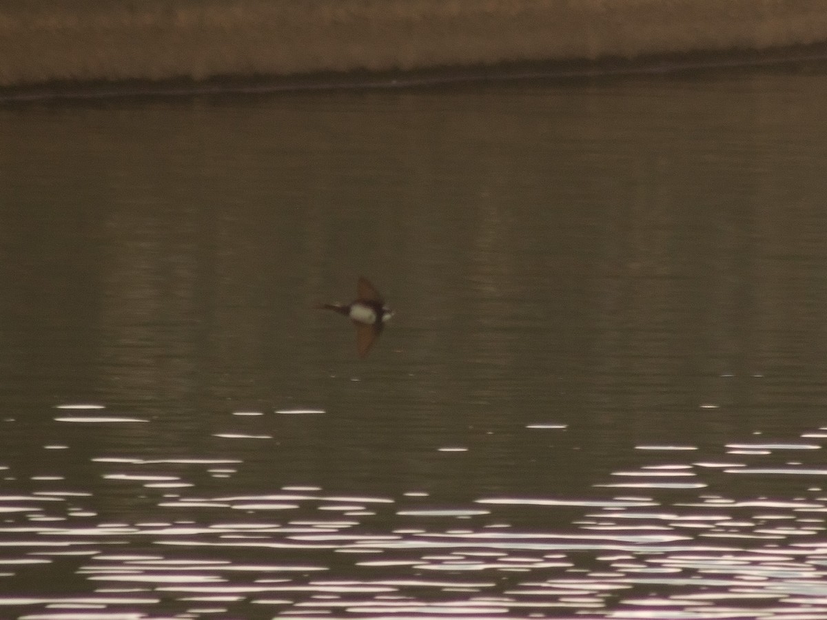 Black-collared Swallow - ML644897404