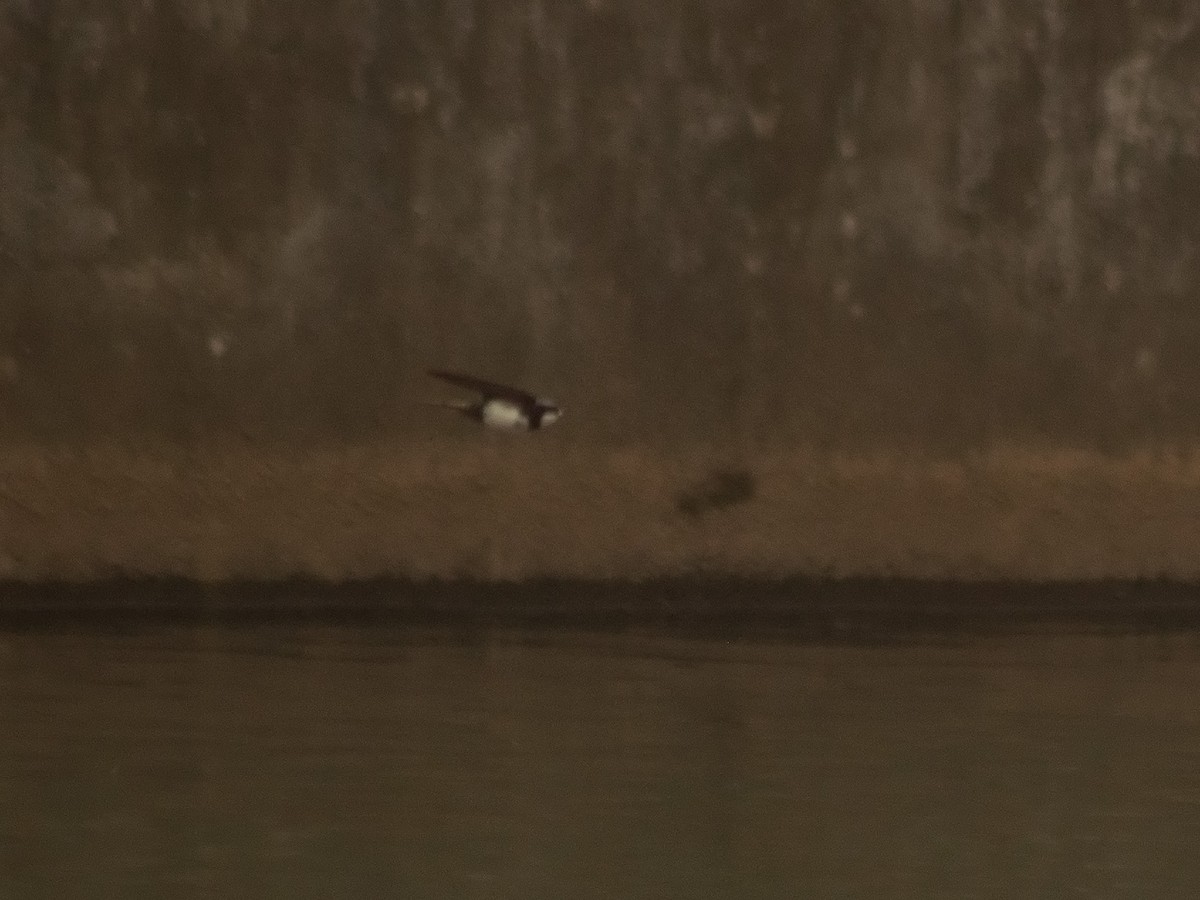 Black-collared Swallow - ML644897405