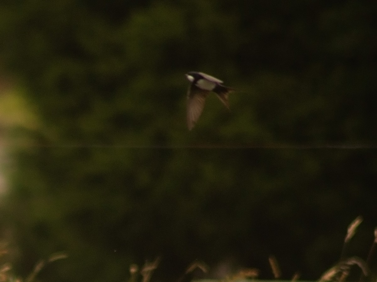 Black-collared Swallow - ML644897406