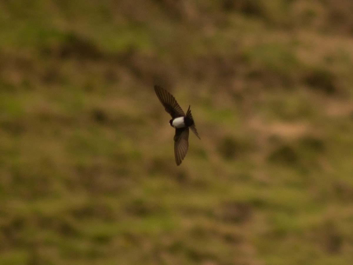 Black-collared Swallow - ML644897407