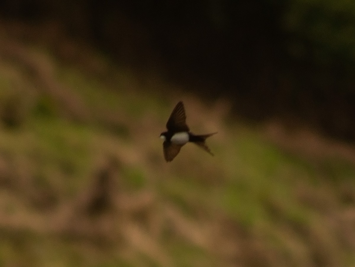 Black-collared Swallow - ML644897408