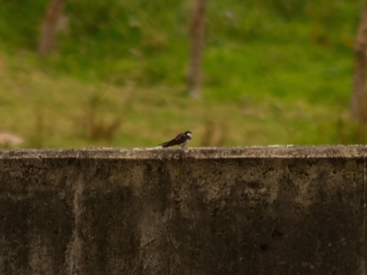 Black-collared Swallow - ML644897409