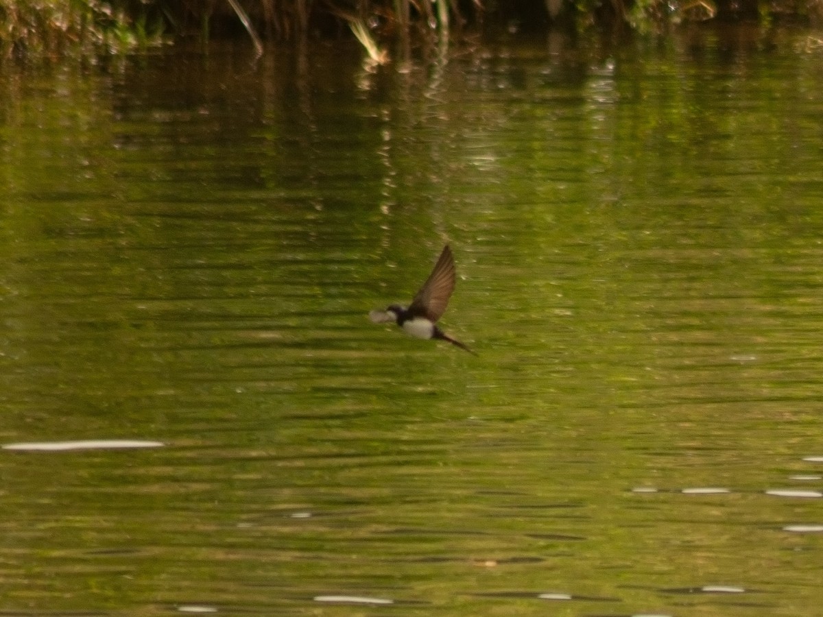 Black-collared Swallow - ML644897410