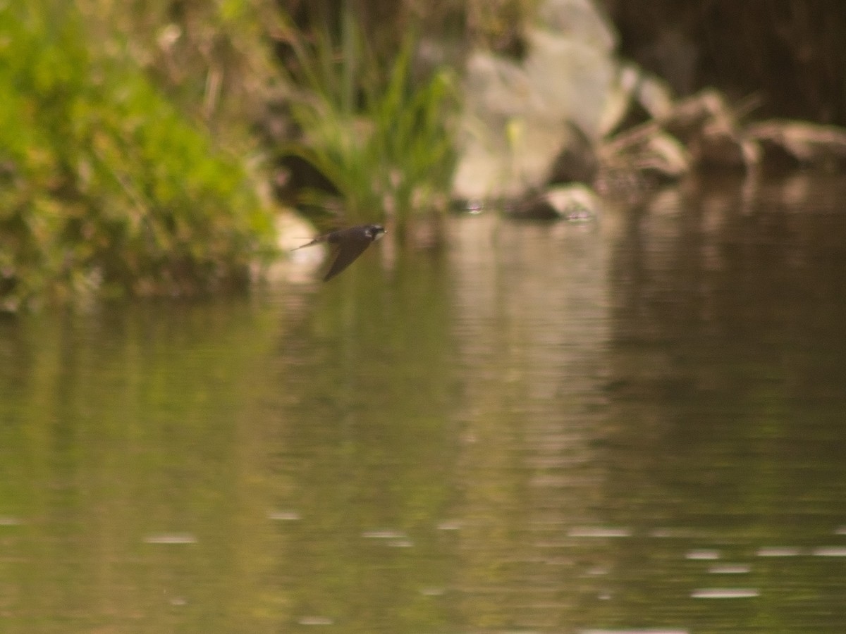 Black-collared Swallow - ML644897411