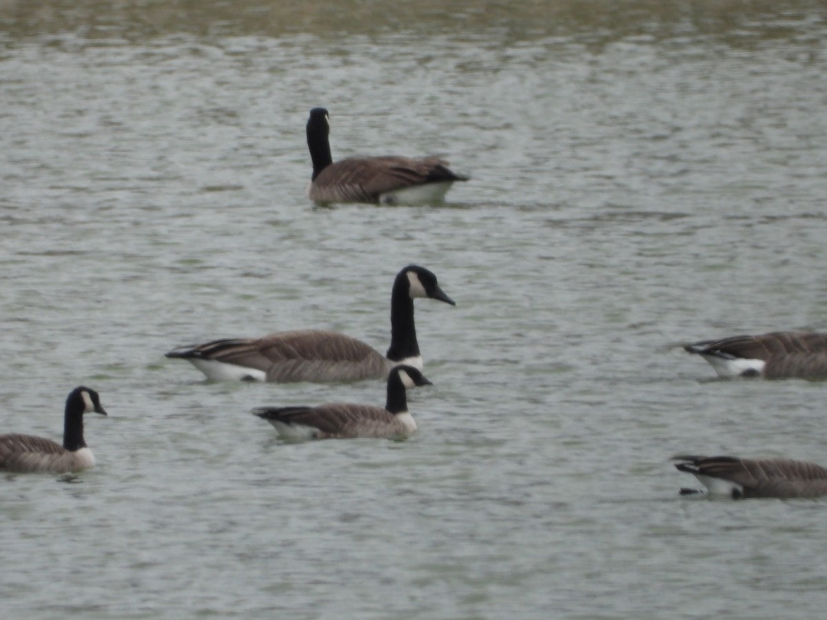 Cackling Goose - ML644897439