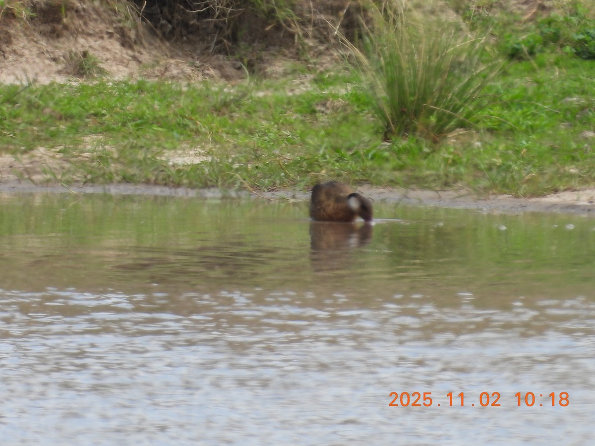 Brazilian Teal - ML644897448
