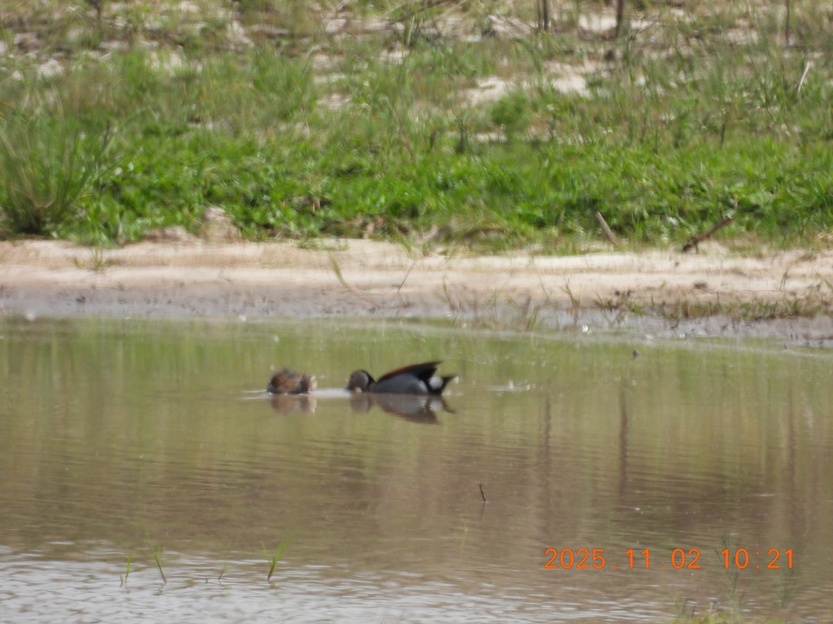 Brazilian Teal - ML644897449