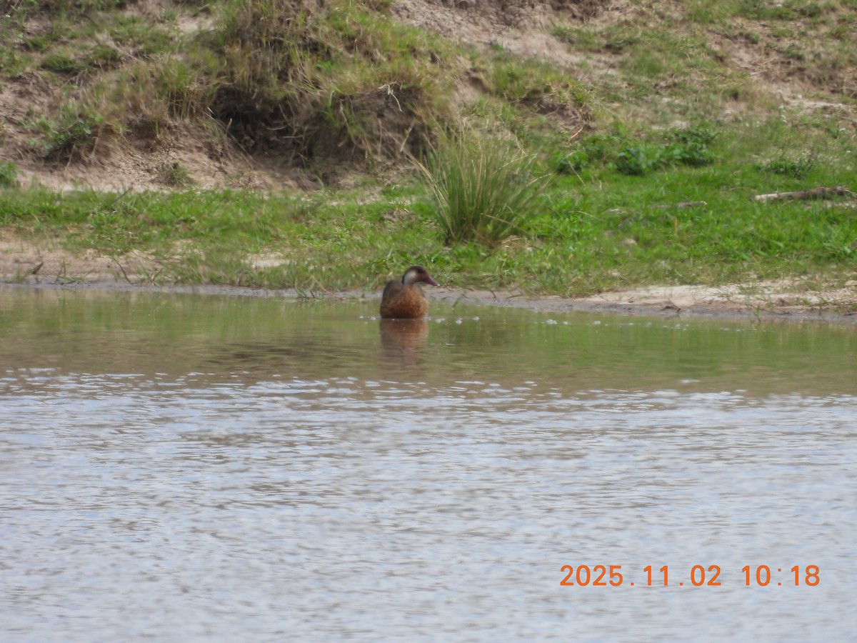 Brazilian Teal - ML644897450