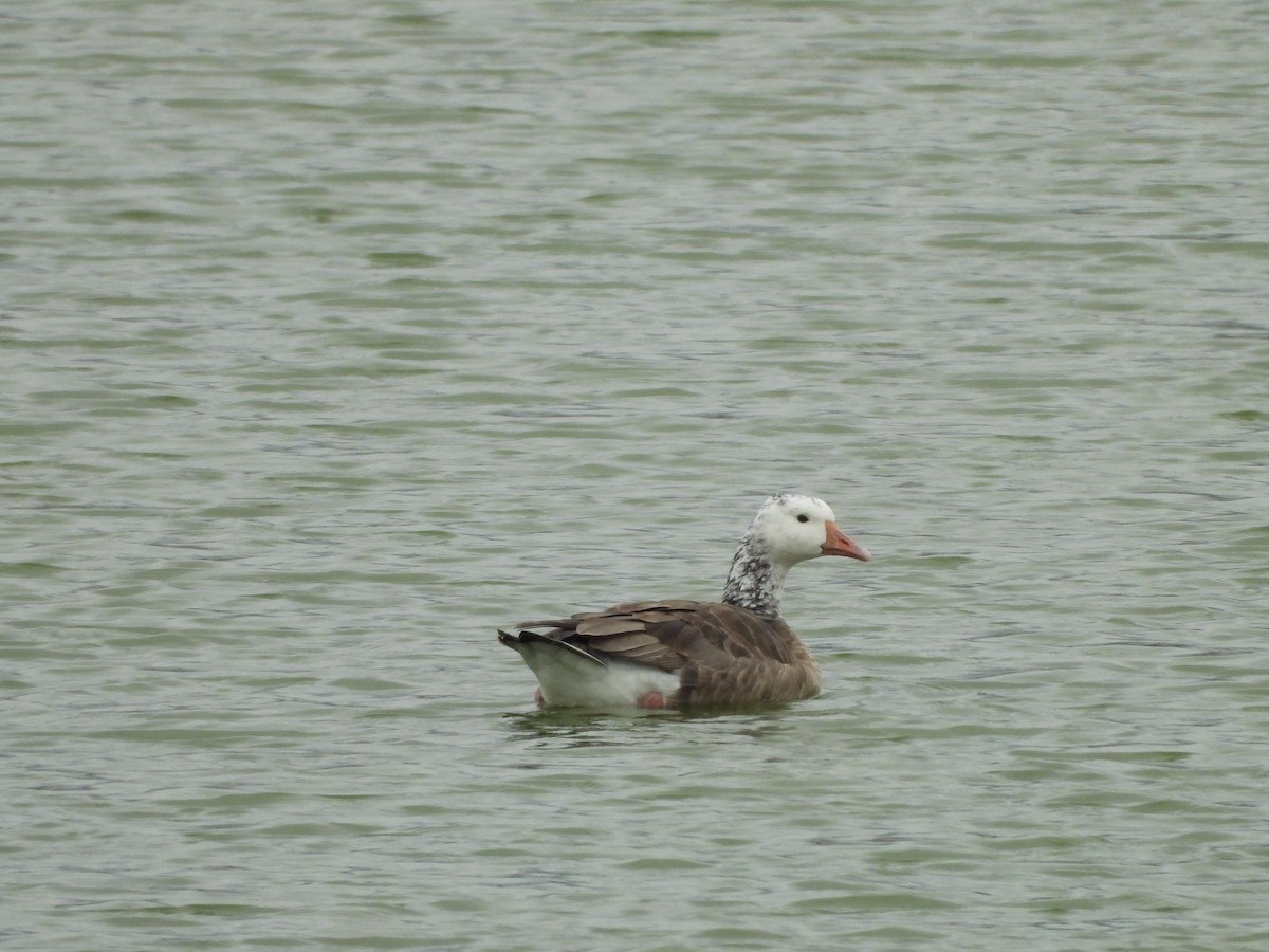 goose sp. - ML644897452