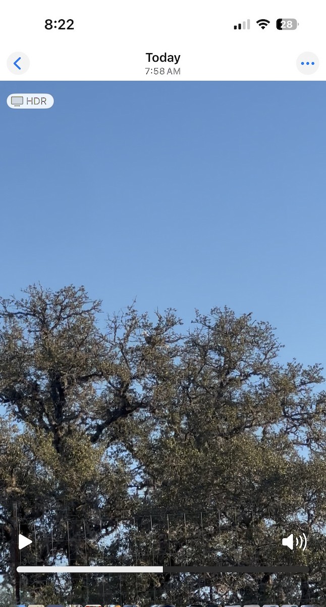 Bald Eagle - ML644897462