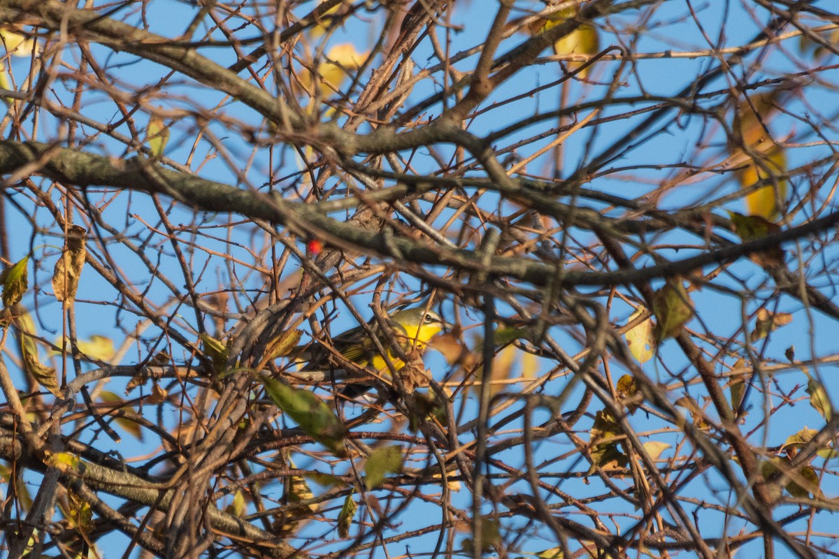 Yellow-breasted Chat - ML644897472