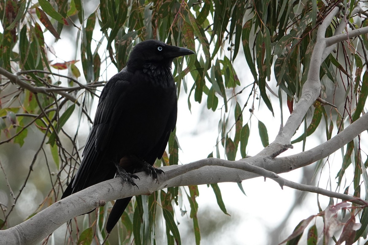 ミナミコワタリガラス - ML644897473