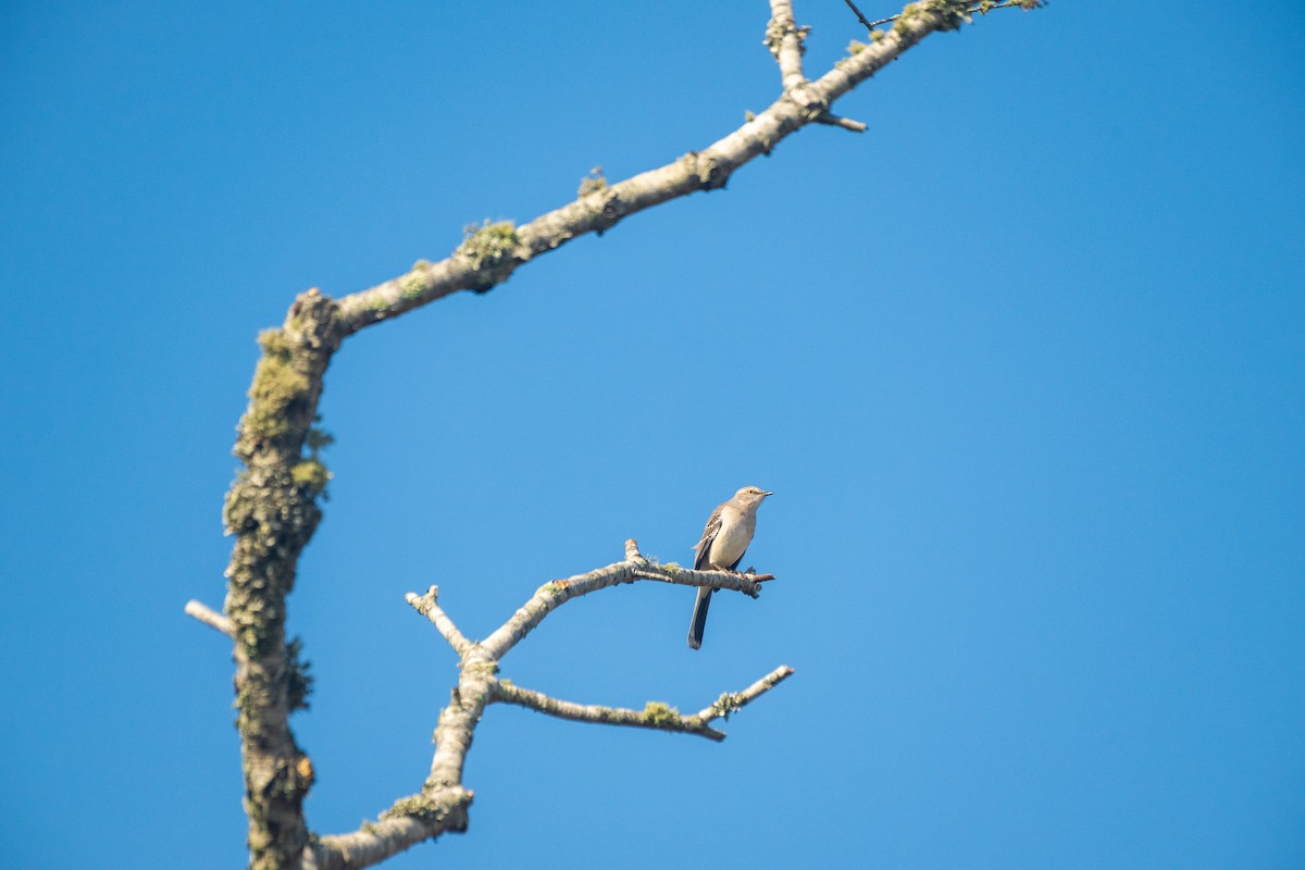 Northern Mockingbird - ML644897487