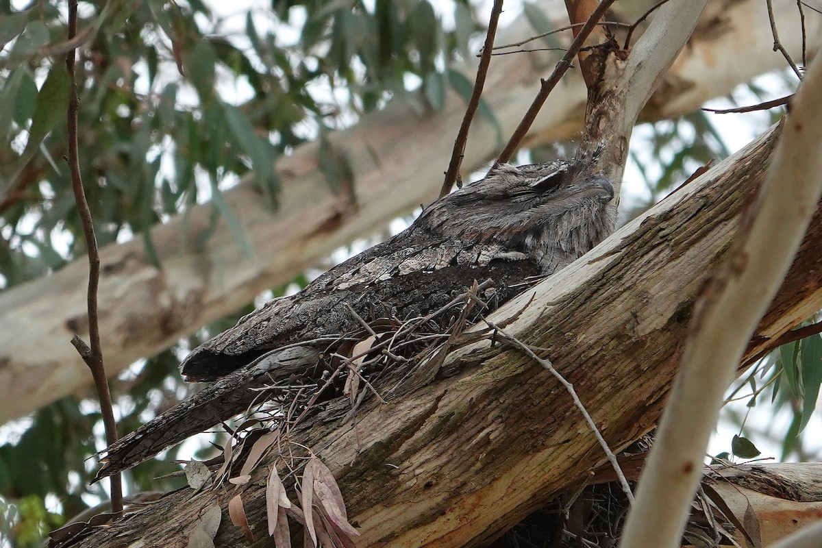 Tawny Frogmouth - ML644897488