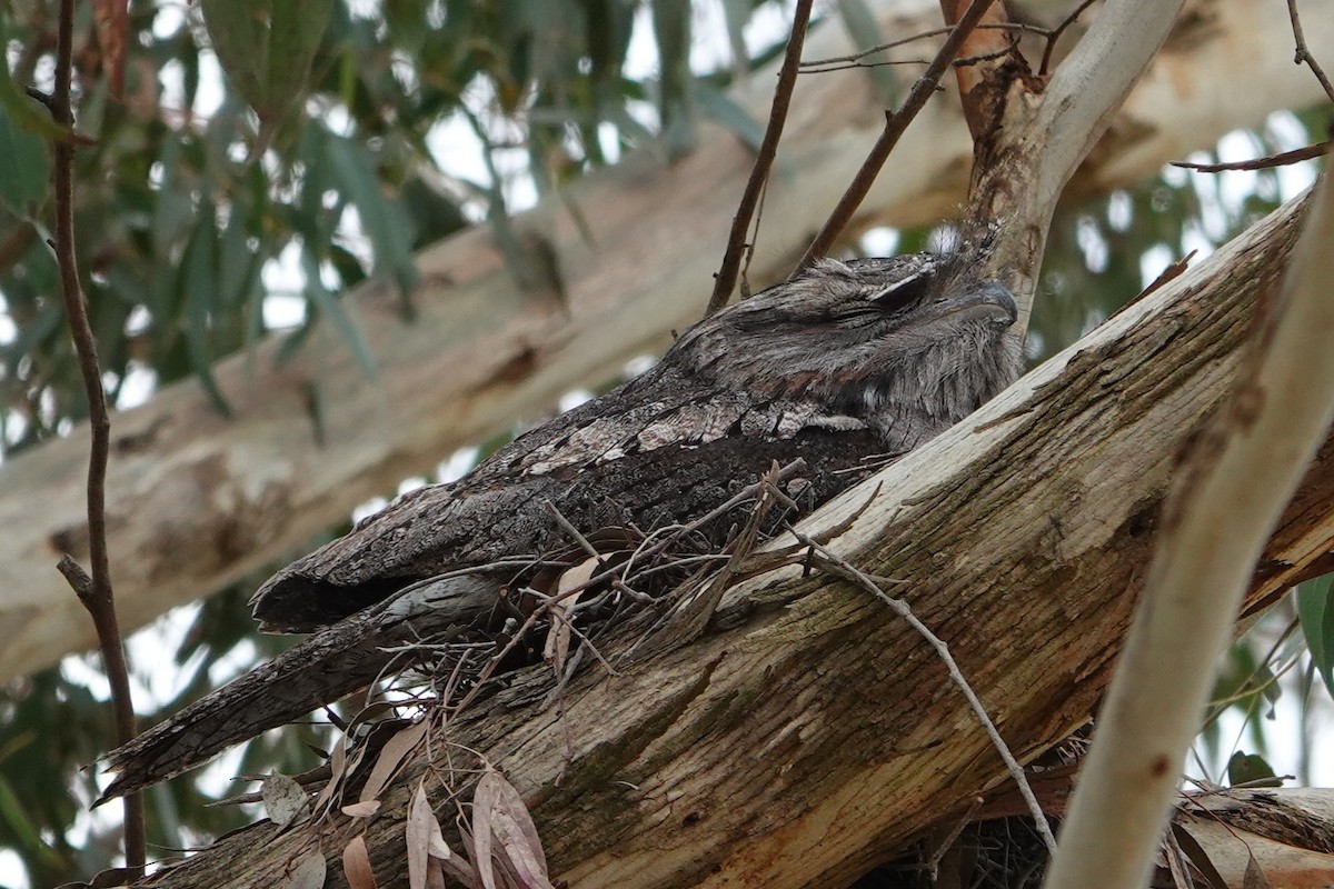 Tawny Frogmouth - ML644897500