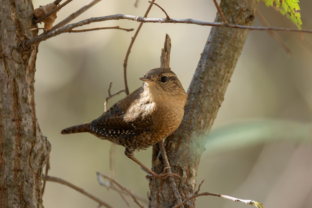 Winter Wren - ML644897501