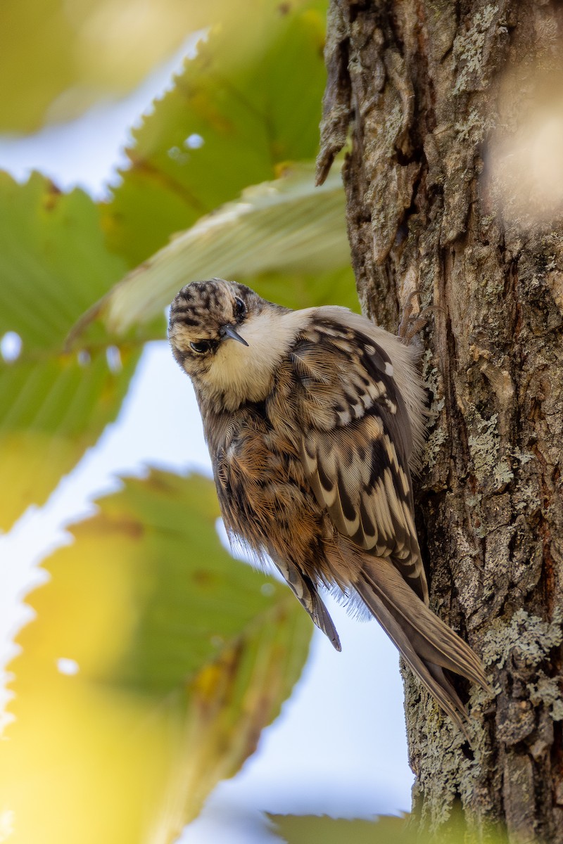 amerikatrekryper - ML644897511