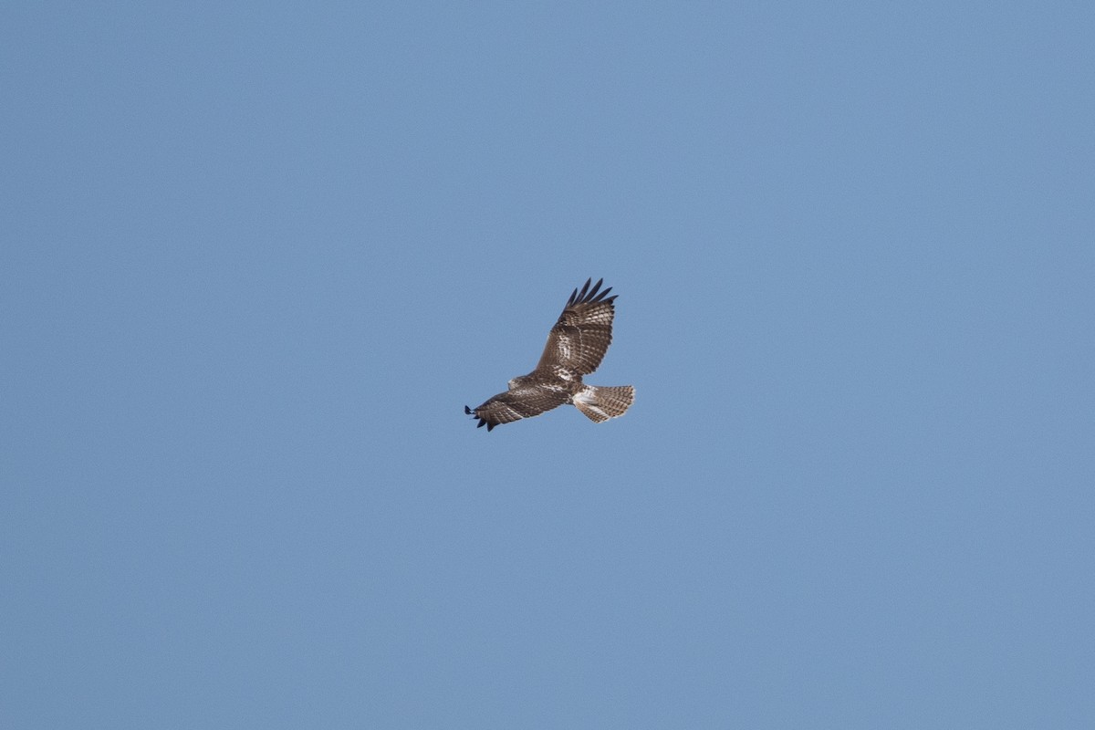 Red-tailed Hawk - ML644897532